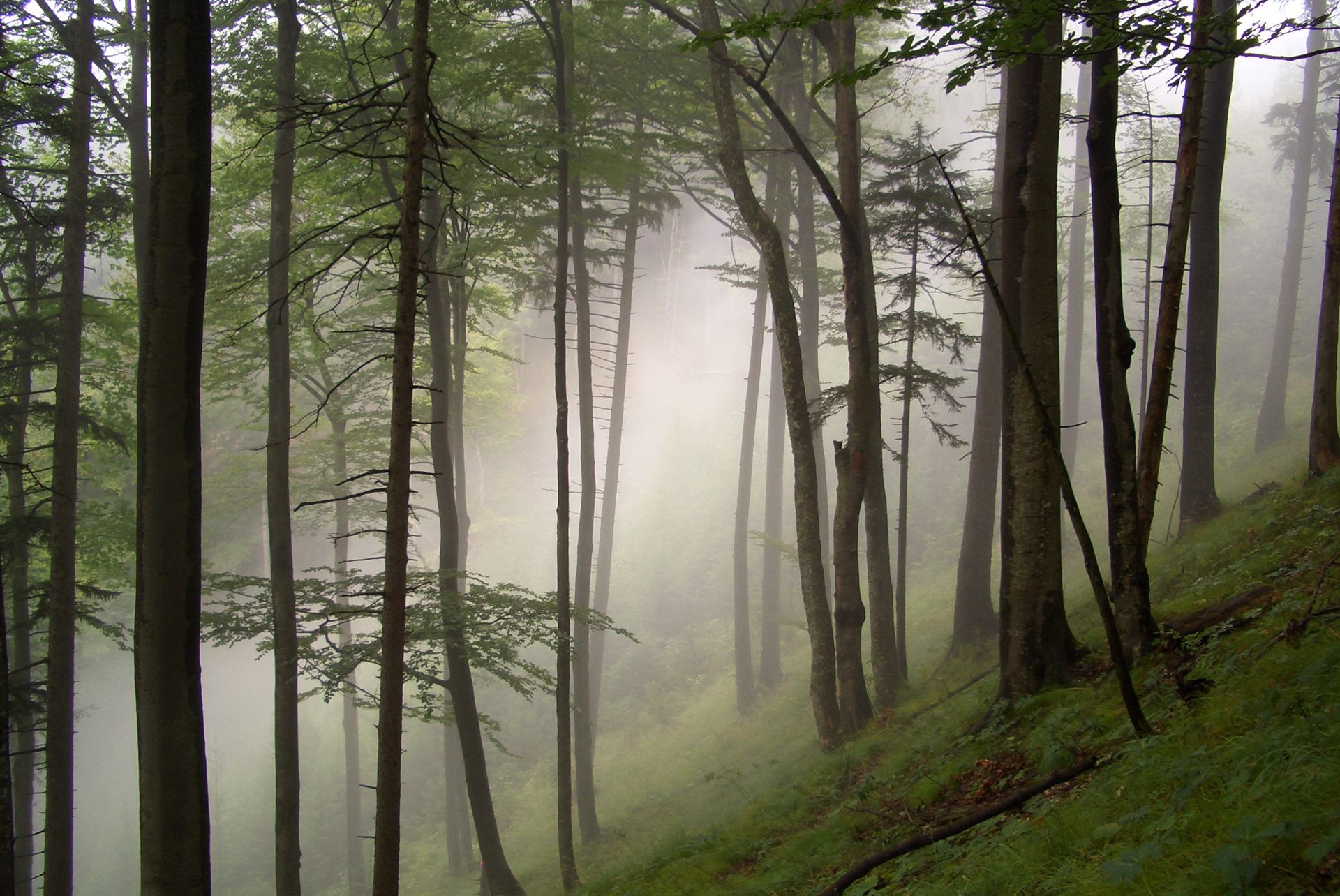 NATURA 2000 — Artenvielfalt