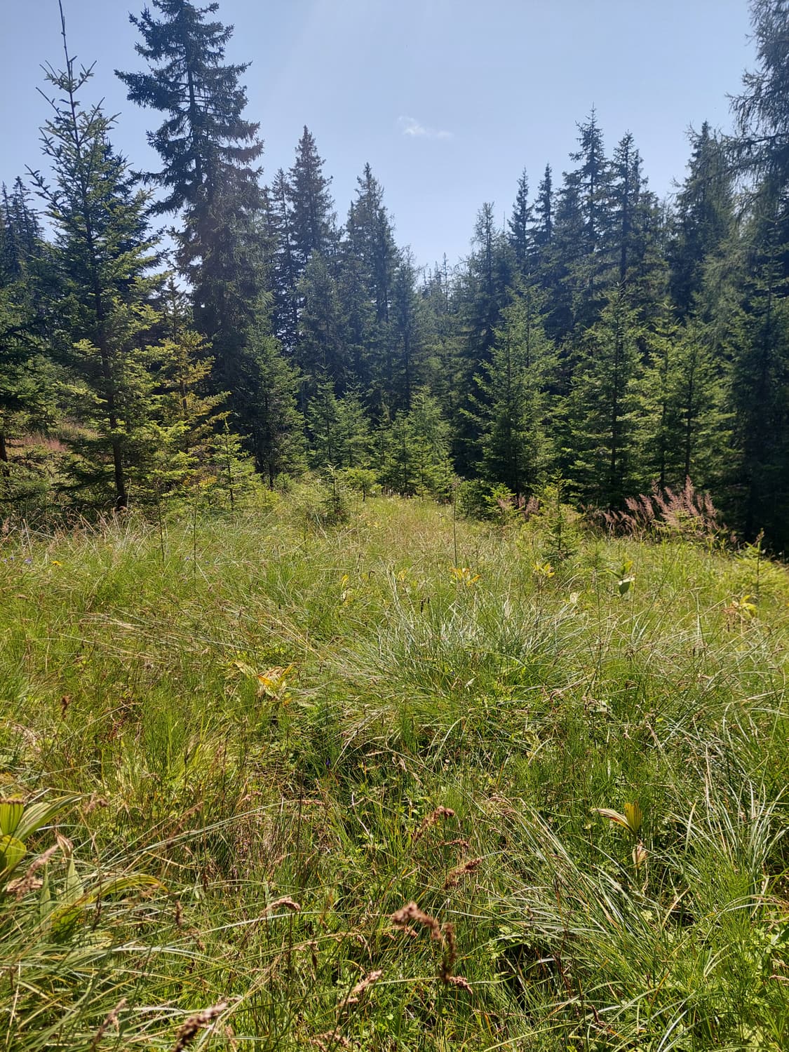 Offene Moorfläche am Rand eines Fichtenwaldes