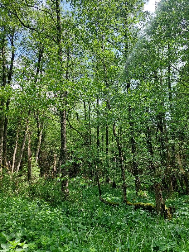 Feuchter Schwarz-Erlen-Wald mit Quellfluren