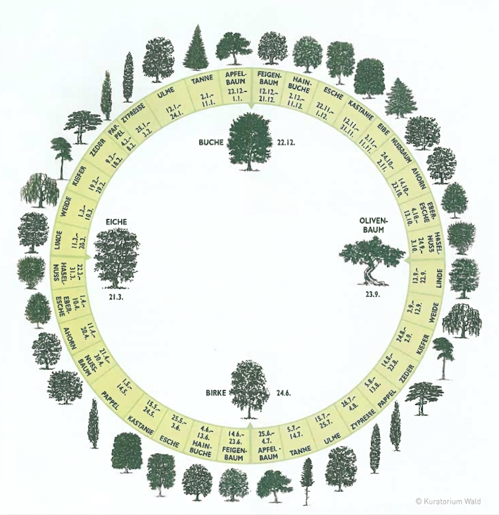 Der Lebensbaumkreis Am Himmel – 40 Bäume im Kreis