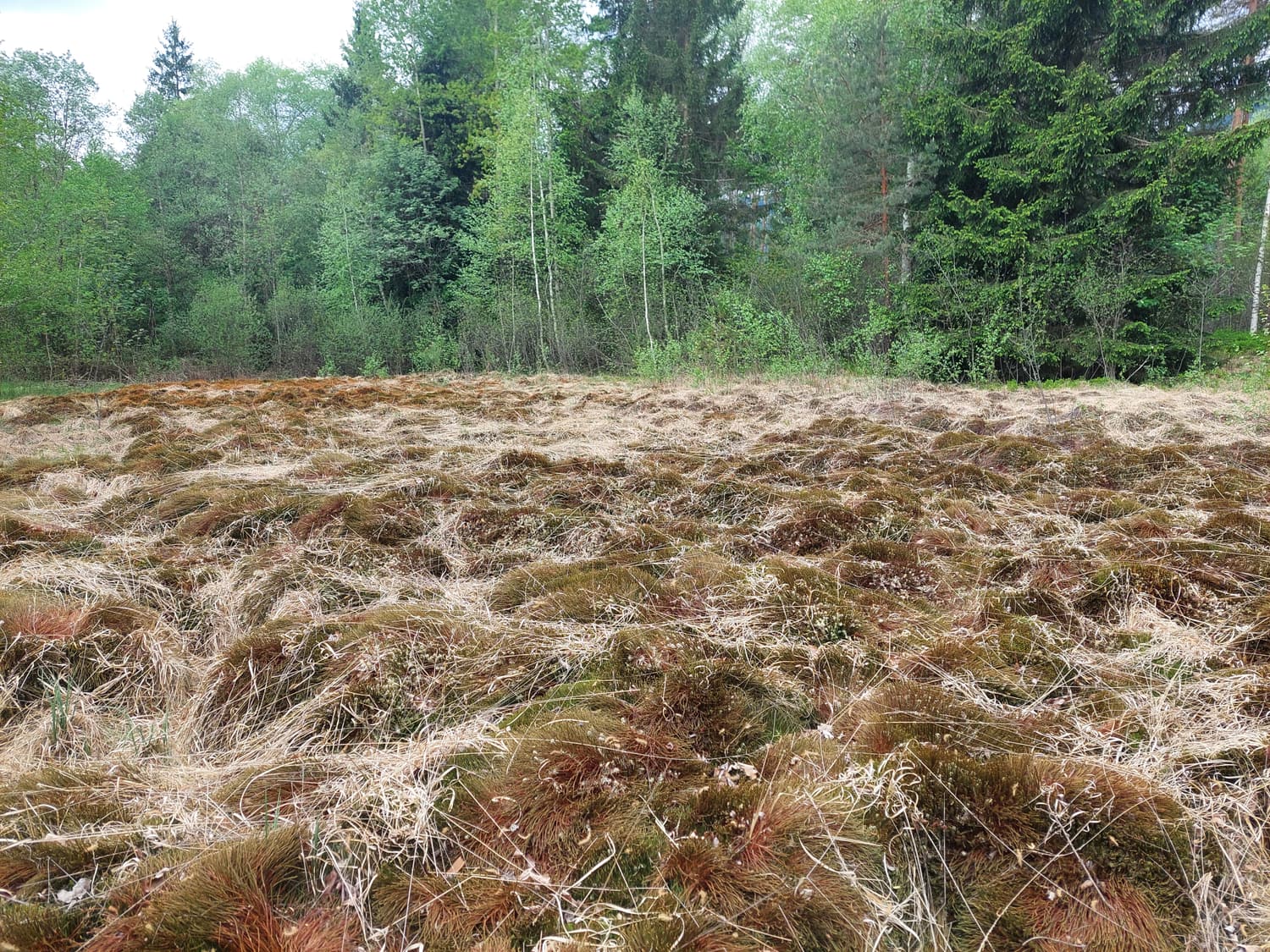 Offene Moorfläche mit rostbraunen Torfmoosbulten vor dem Waldrand, Pürgschachen-Moor im Ennstal