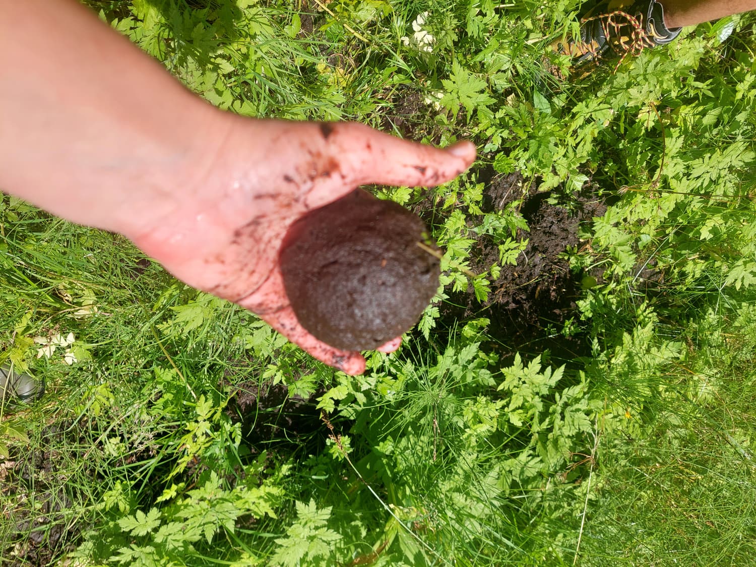 Eine Hand hält einen dunklen Torfballen aus dem Moorboden
