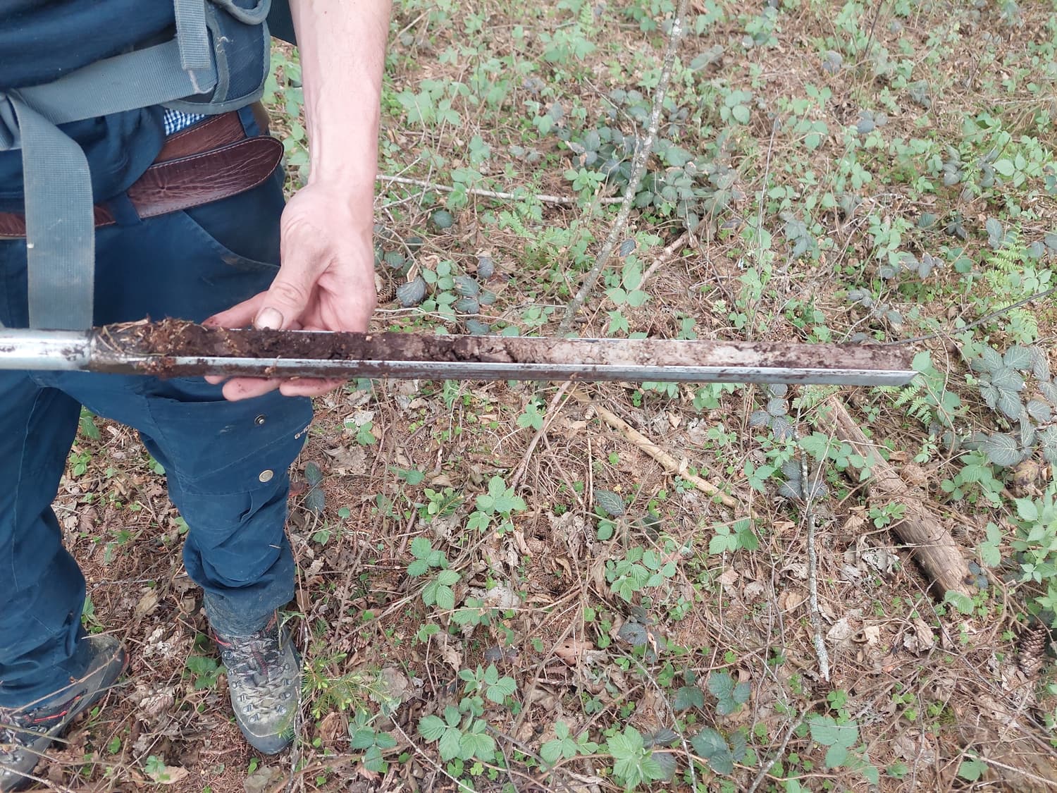 Bohrkern aus dem Moor in der Rinne eines Torfbohrers, entnommen bei der Moorkartierung
