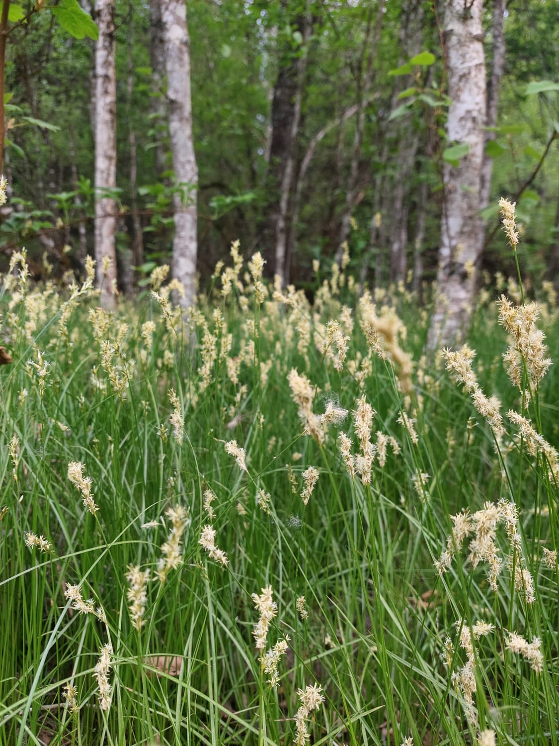 Blühende Seggen und Wollgras im lichten Moorwald