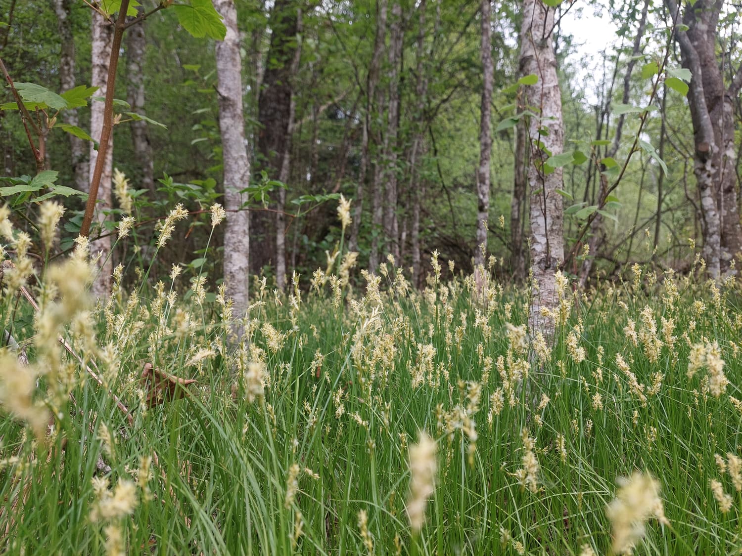 Blühende Seggen im lichten Moorwald des Pürgschachen-Moores