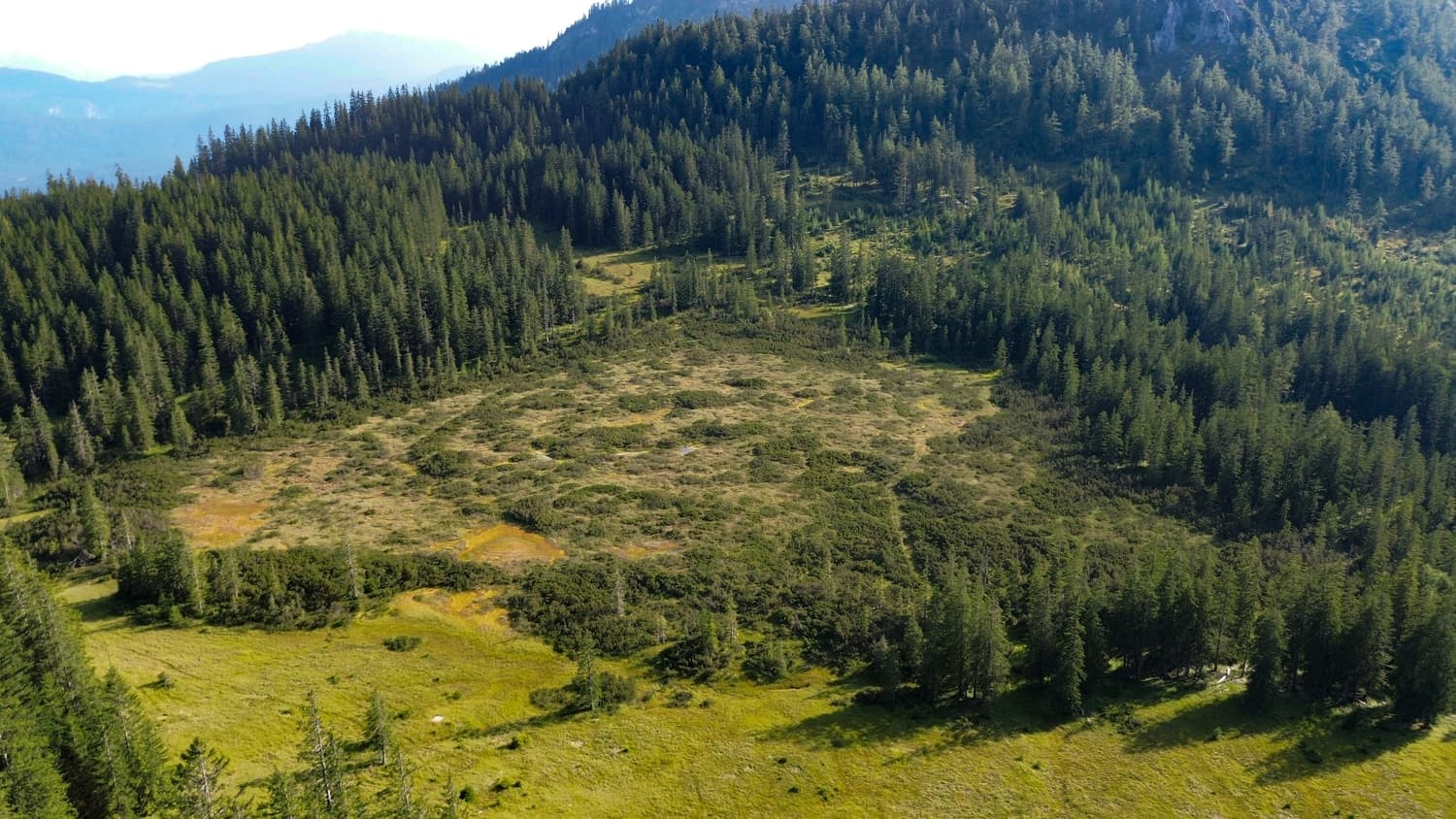 Luftbild des Zlaimmoores im Salzkammergut, eingebettet in Fichtenwald