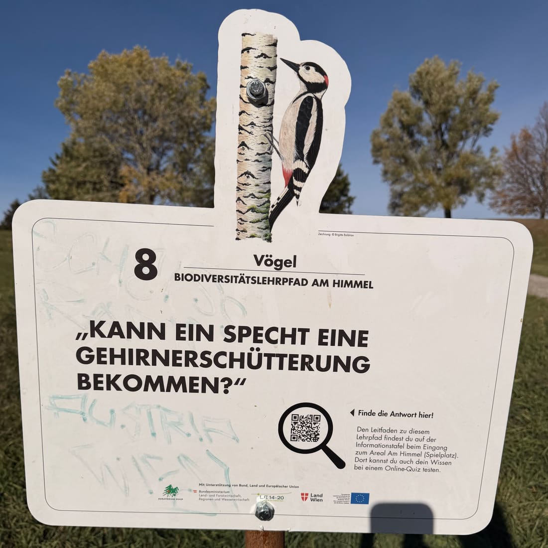 Schild Station 8: Kann ein Specht eine Gehirnerschütterung bekommen?