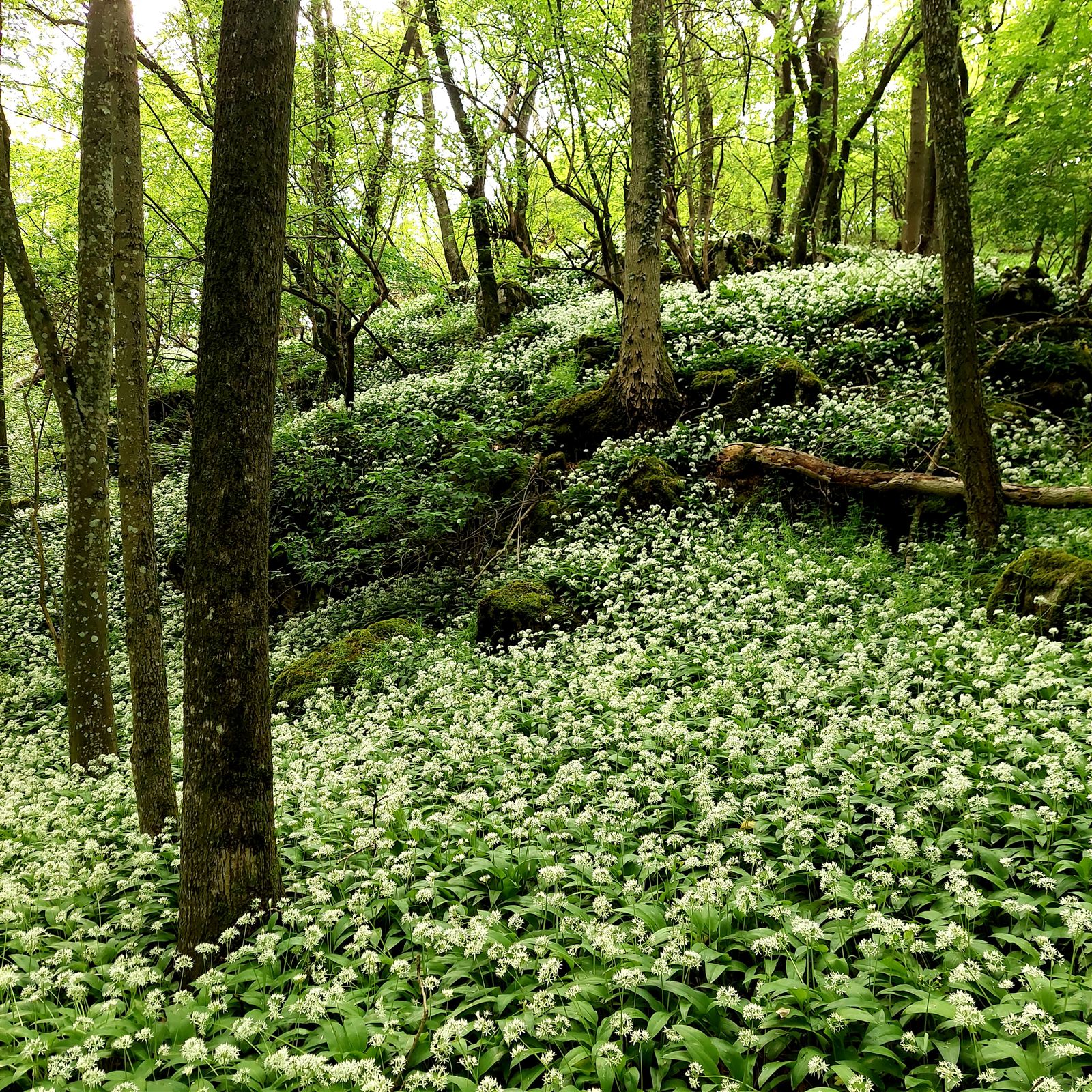 Bärlauchblüte im Wienerwald