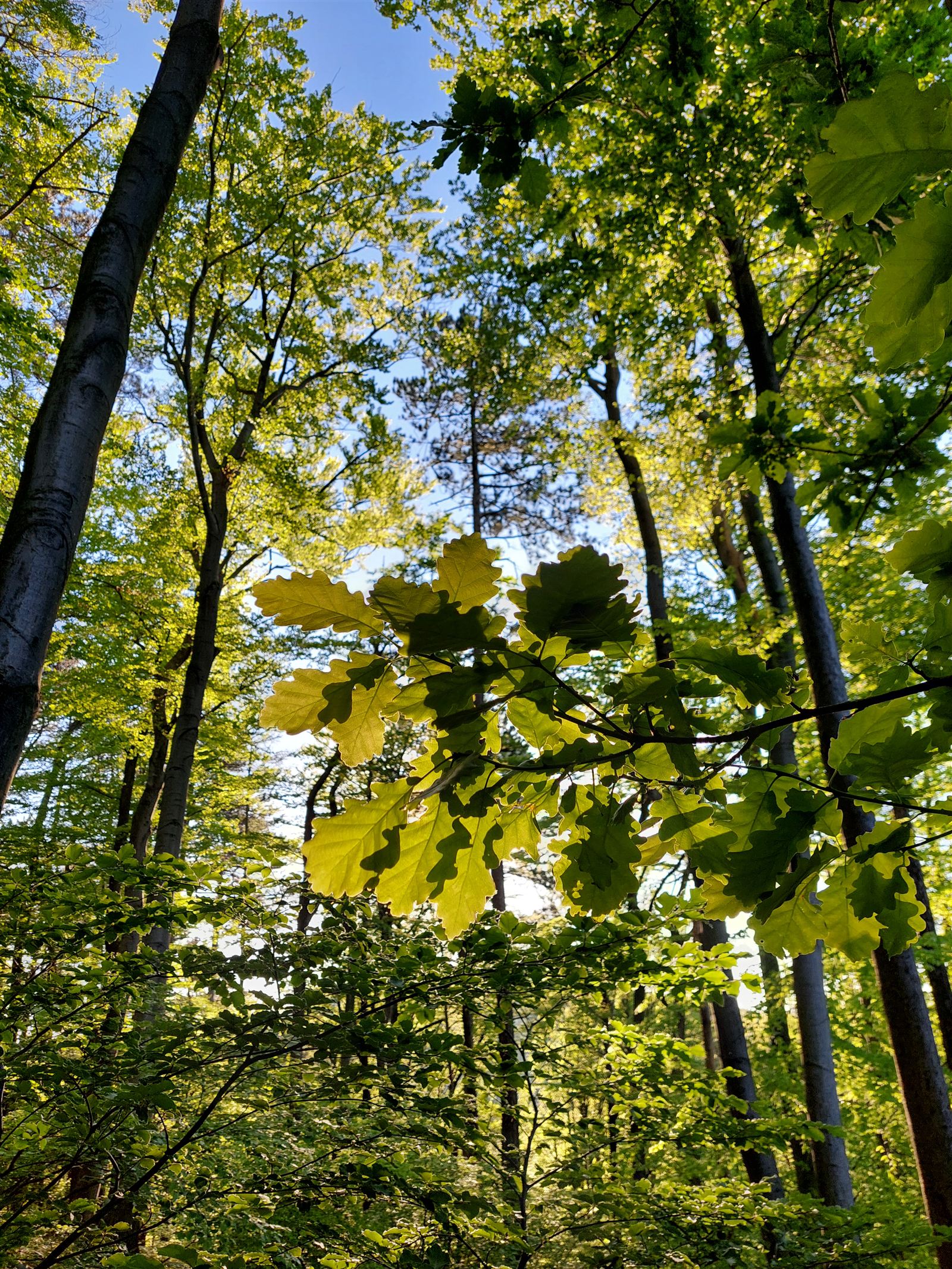 Blick in die Baumkronen