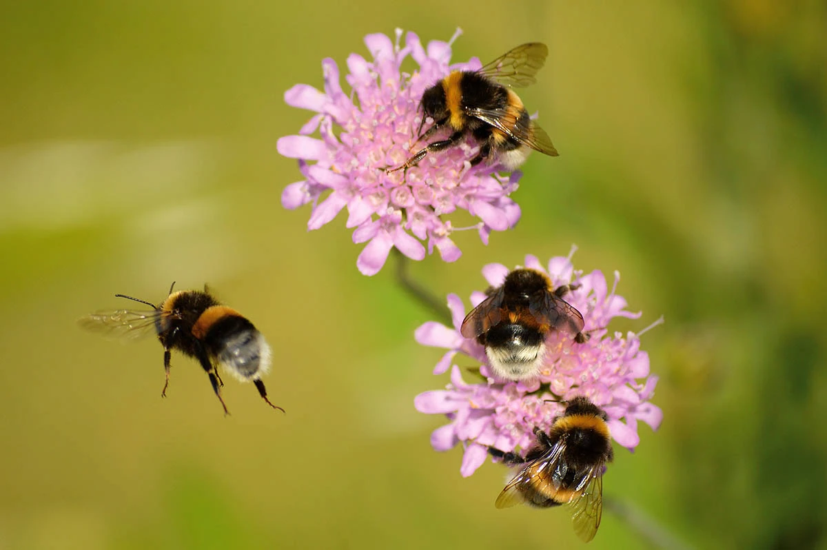 (Wild)Bienen